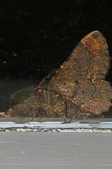 Pholodes sinistraria