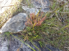 Drosera linearis