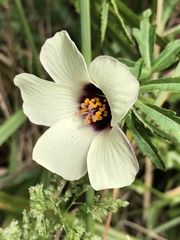 Hibiscus trionum