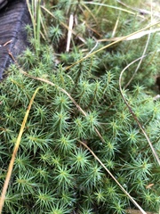 Polytrichum commune