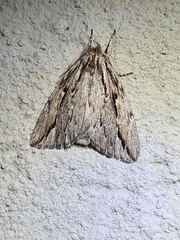 Ecnomodes sagittaria