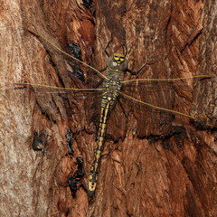 Anax papuensis