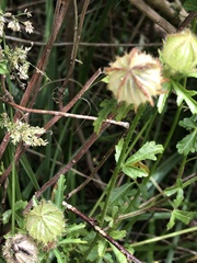 Hibiscus trionum