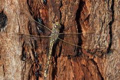 Anax papuensis