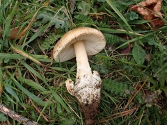 Amanita dryophila