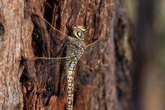 Anax papuensis