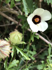Hibiscus trionum