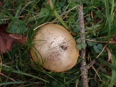Amanita dryophila