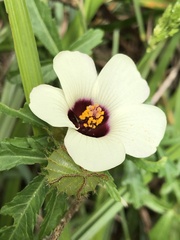 Hibiscus trionum