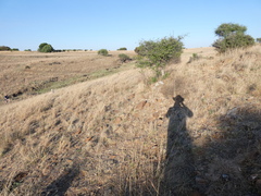Eragrostis chloromelas