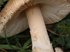 Amanita dryophila