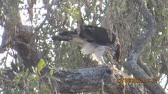 Aquila spilogaster