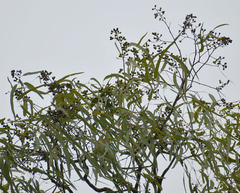 Eucalyptus leptophleba