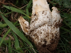 Amanita dryophila