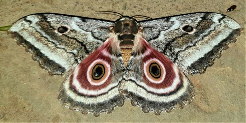 Speckled Emperor