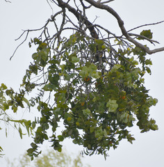 Dendrophthoe homoplastica