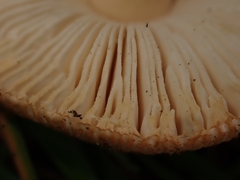 Amanita dryophila