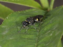 Nysson trimaculatus