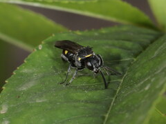 Nysson trimaculatus