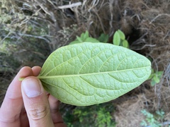 Viburnum rugosum image