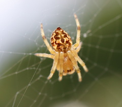 Salsa brisbanae
