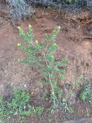 Medicago arborea