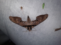 Adhemarius gannascus