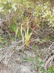 Chasmanthe aethiopica