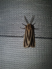 Estigmene multivittata