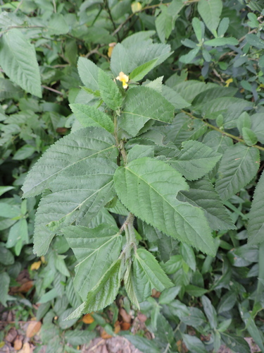 Sida planicaulis, photograph 6