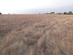 Aristida adscensionis