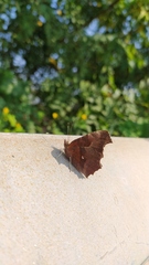 Polygonia c-aureum