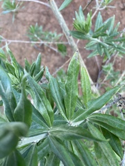 Medicago arborea