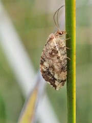 Drepanacra binocula