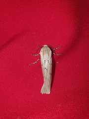 Rhodogastria similis