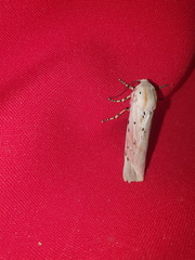 Rhodogastria similis