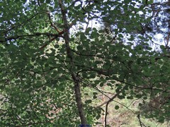 Populus tremula