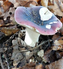 Russula atropurpurea