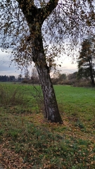 Synanthedon scoliaeformis