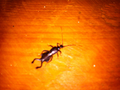 Ancistrogaster spinax