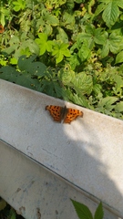 Polygonia c-aureum