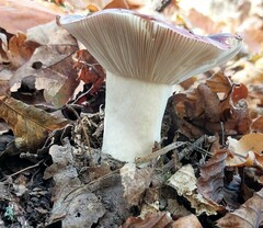 Russula atropurpurea