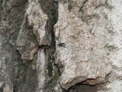 Chrysomya chloropyga