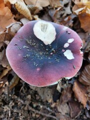 Russula atropurpurea