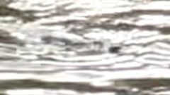 Ornithorhynchus anatinus