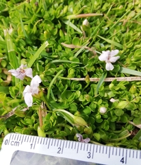 Bacopa monnieri