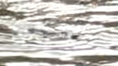 Ornithorhynchus anatinus