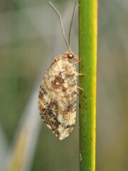 Drepanacra binocula