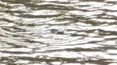 Ornithorhynchus anatinus