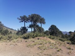 Araucaria araucana